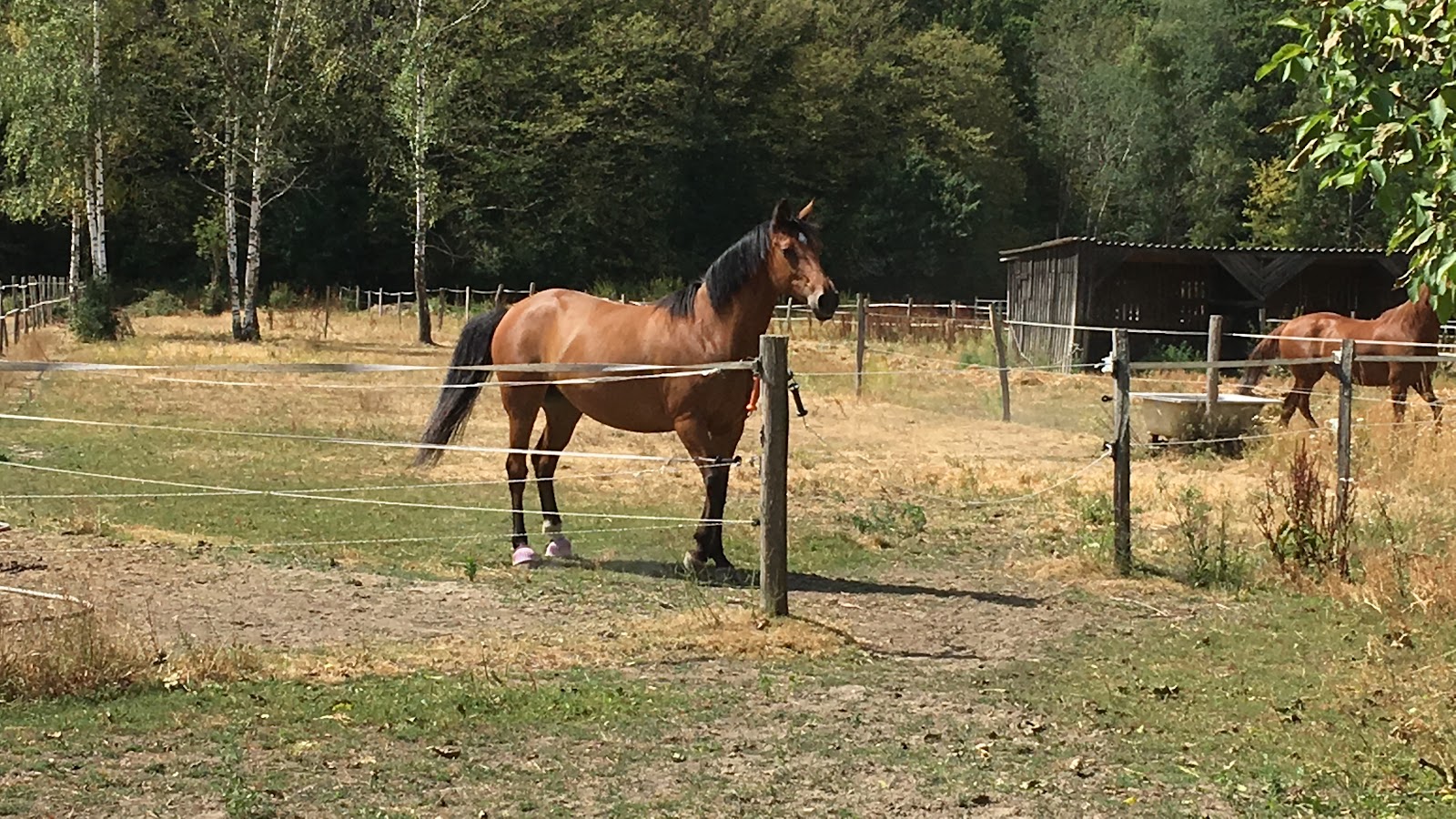 Photo de A S E P DES ECURIES FIALOVA