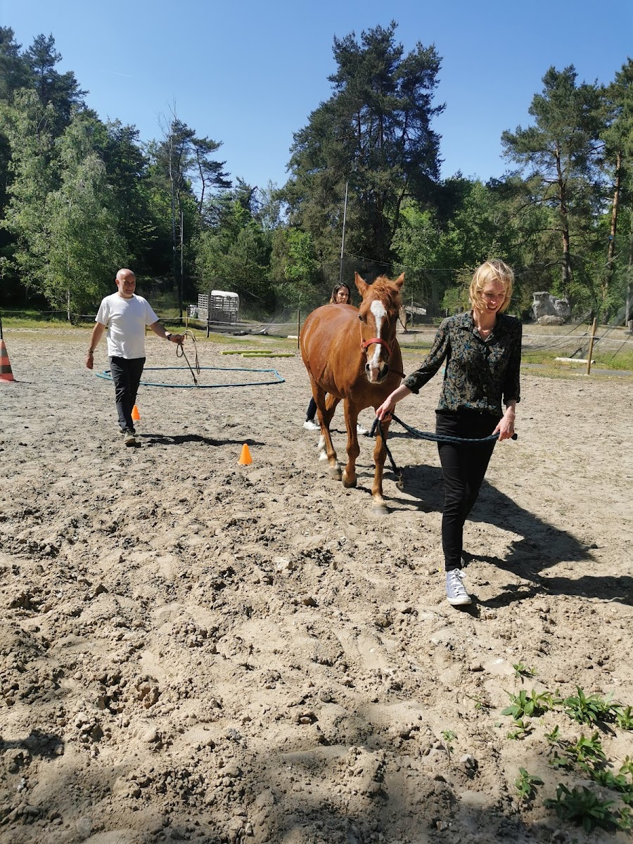 Photo de ACTION EQUICOACHING