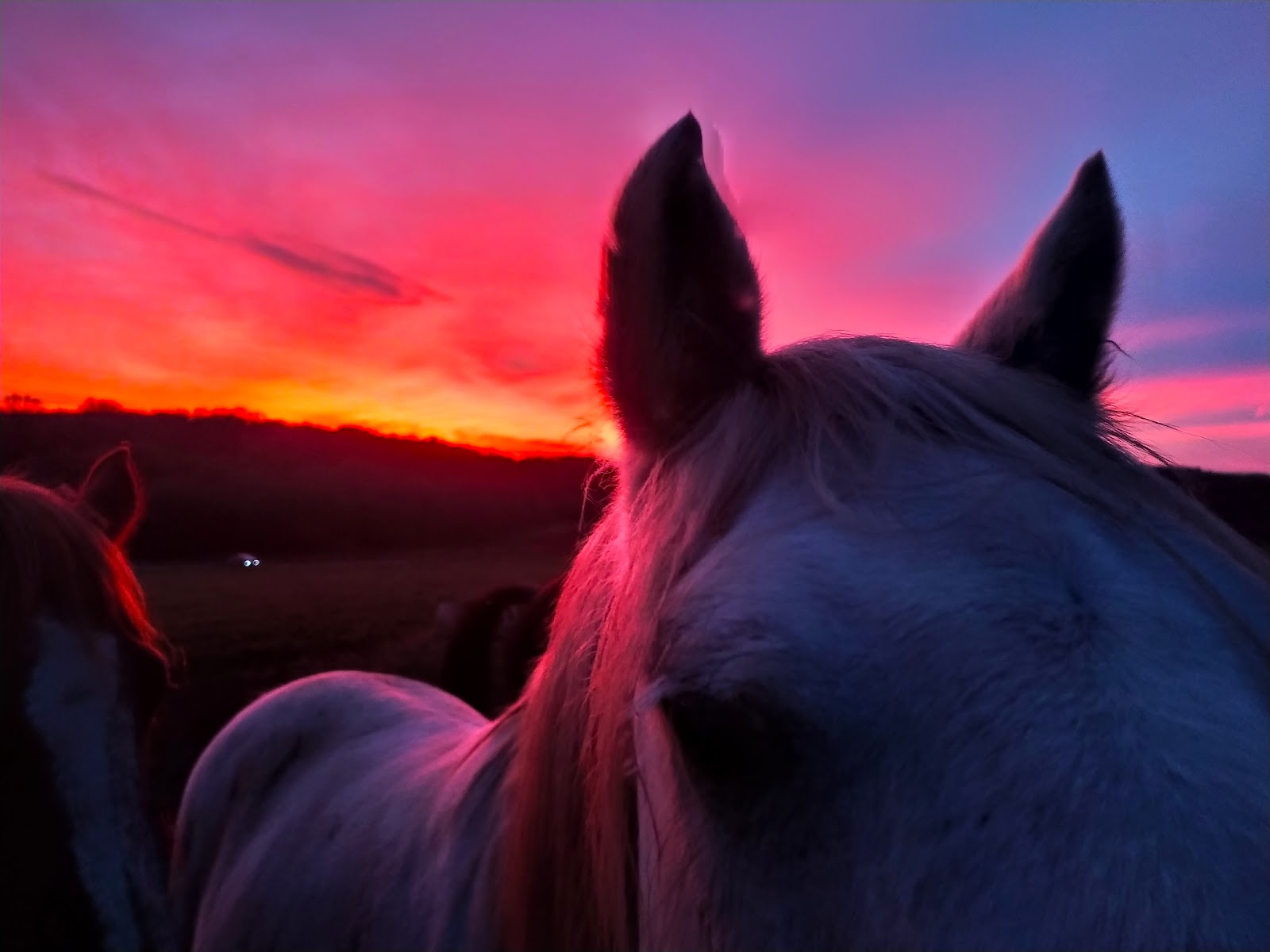 Photo de An Oriant Équitation