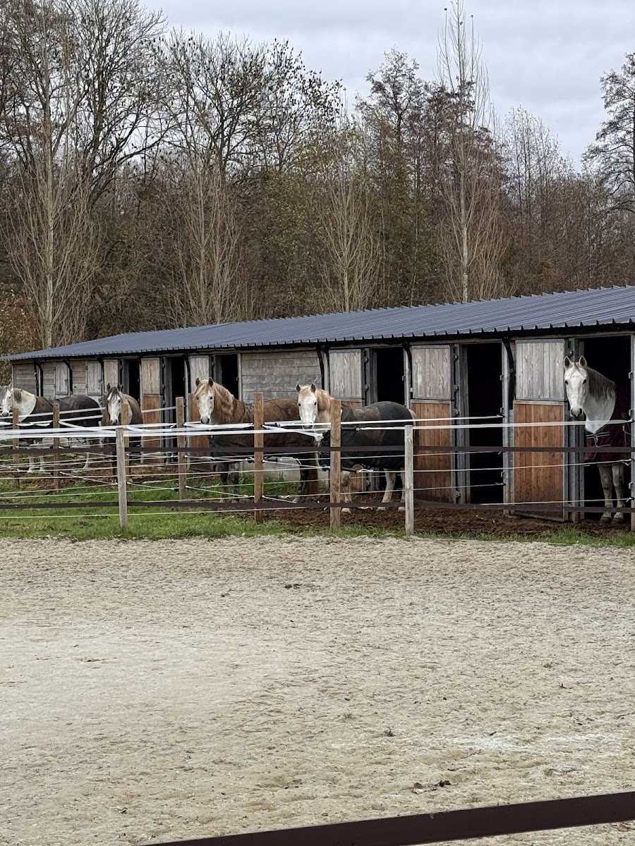 Photo de ASSOCIATION CARINE M DRESSAGE