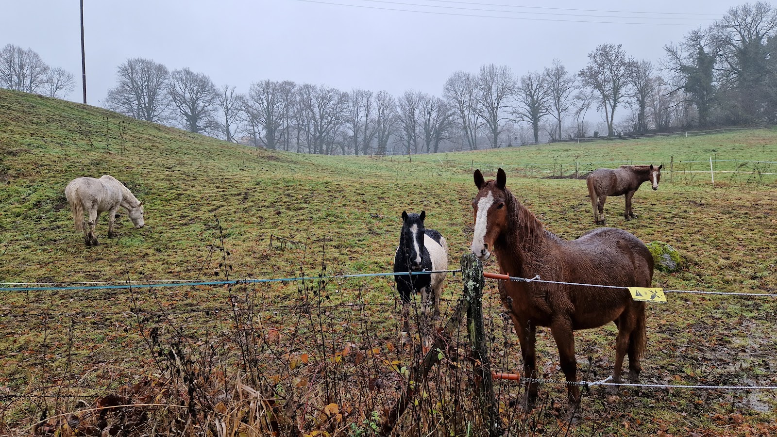 Photo de ASSOCIATION CHEVAL DECOUVERTE