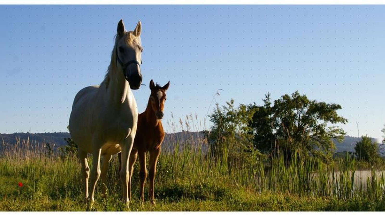 Photo de ASSOCIATION CHEVAL NATURE AURABELLE
