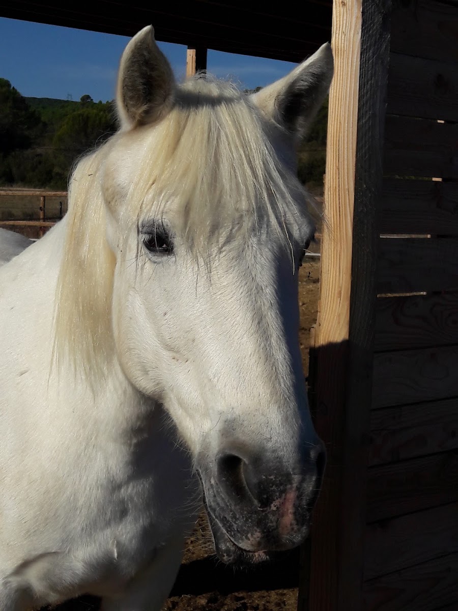Photo de AU PETIT PONEY CLUB