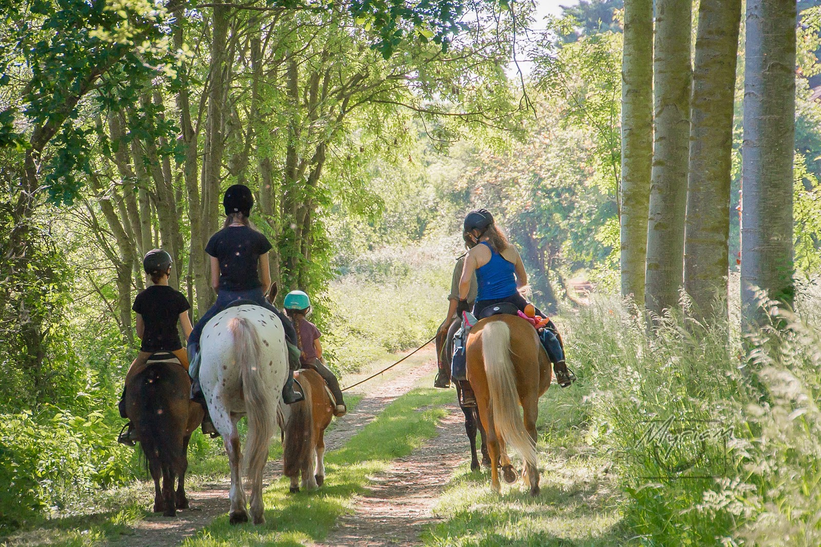 Photo de AUREL HORSE