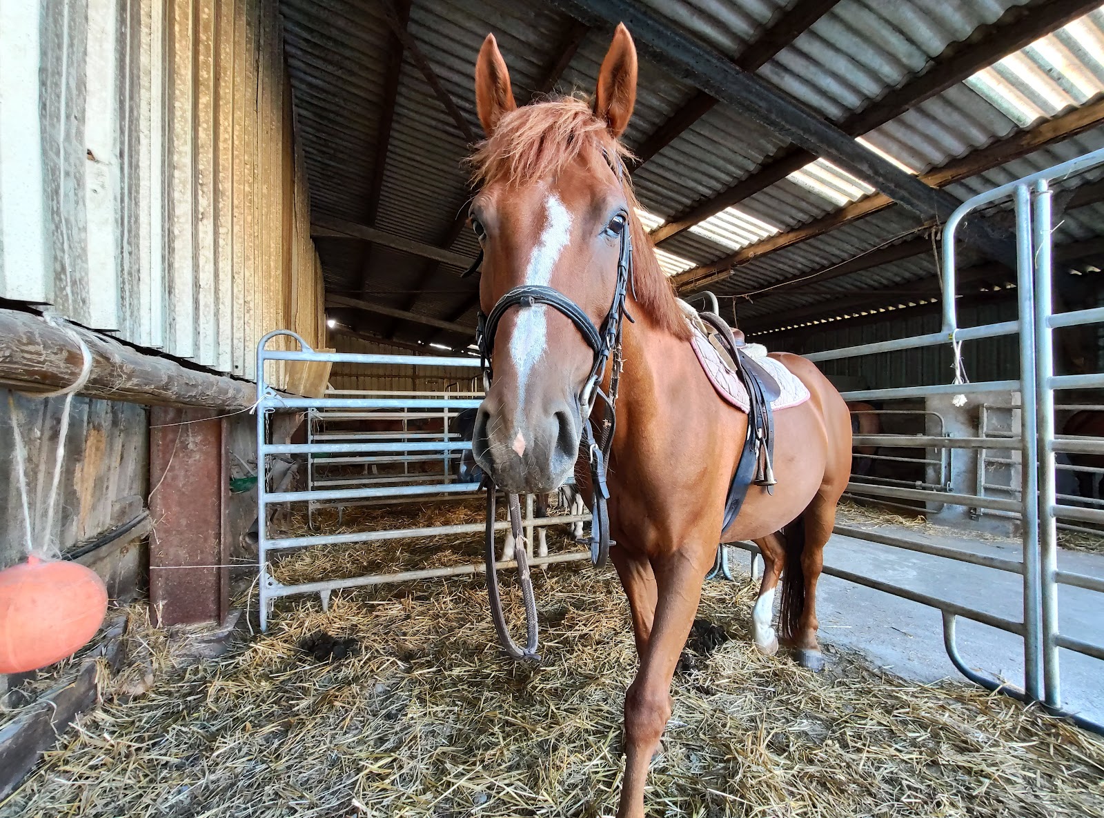 Photo de BELLEVUE EQUITATION