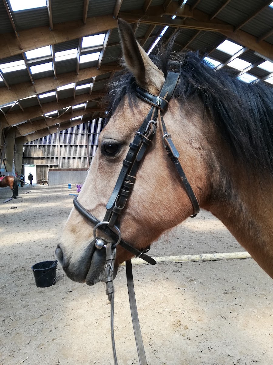 Photo de BOIS ROND EQUITATION