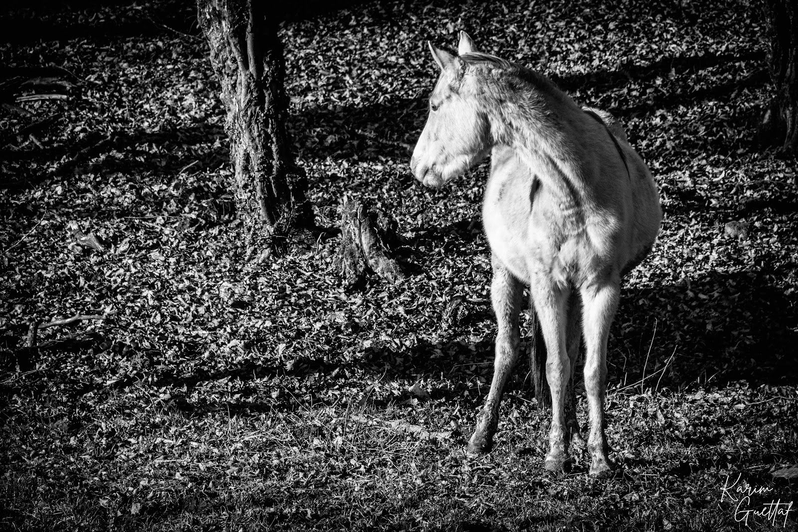 Photo de BSH VALENTIGNEY