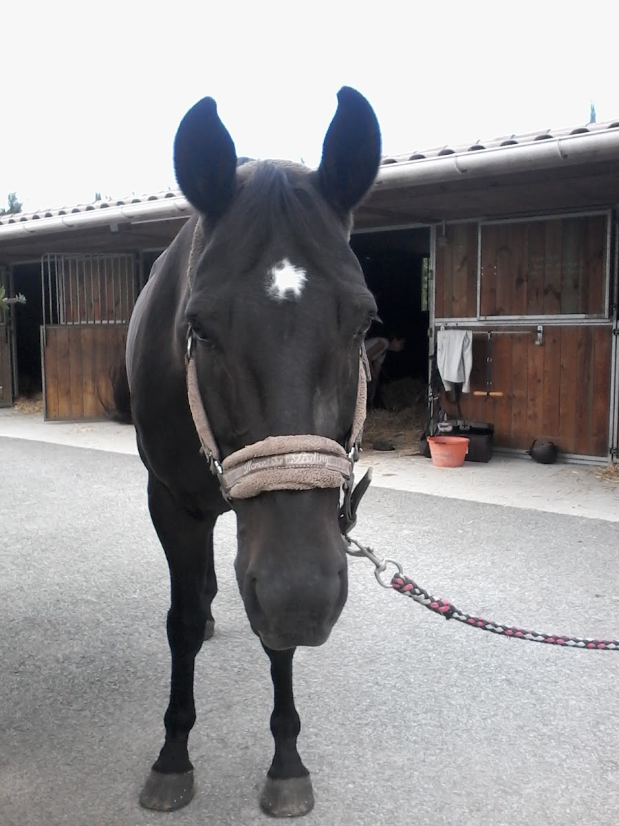 Photo de C E DES CYPRES