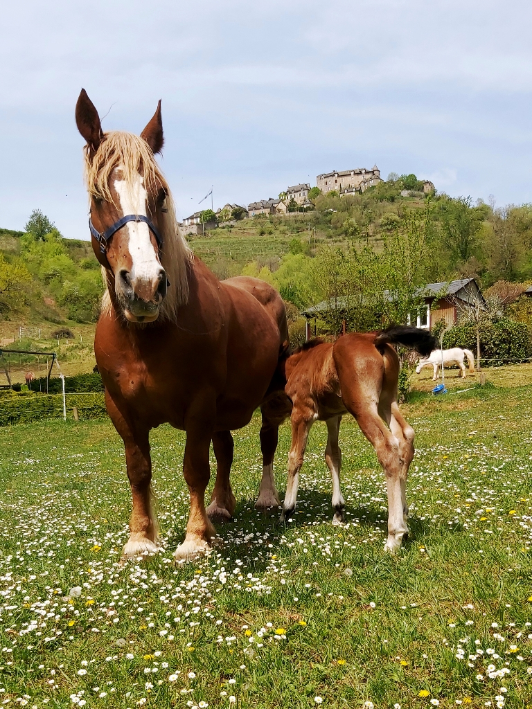 C E LA FREGIERE EQUITATION