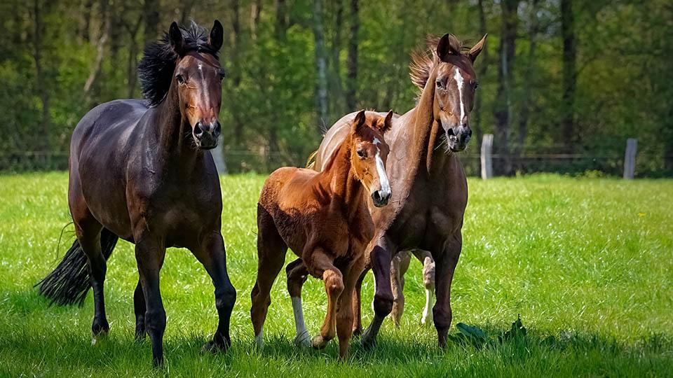 Photo de CAVAL RANCH