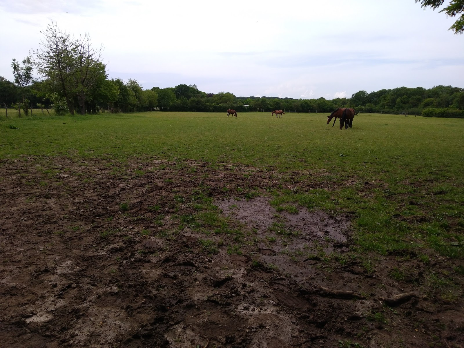 Photo de CAVALIERS DU HARAS DU LOUP