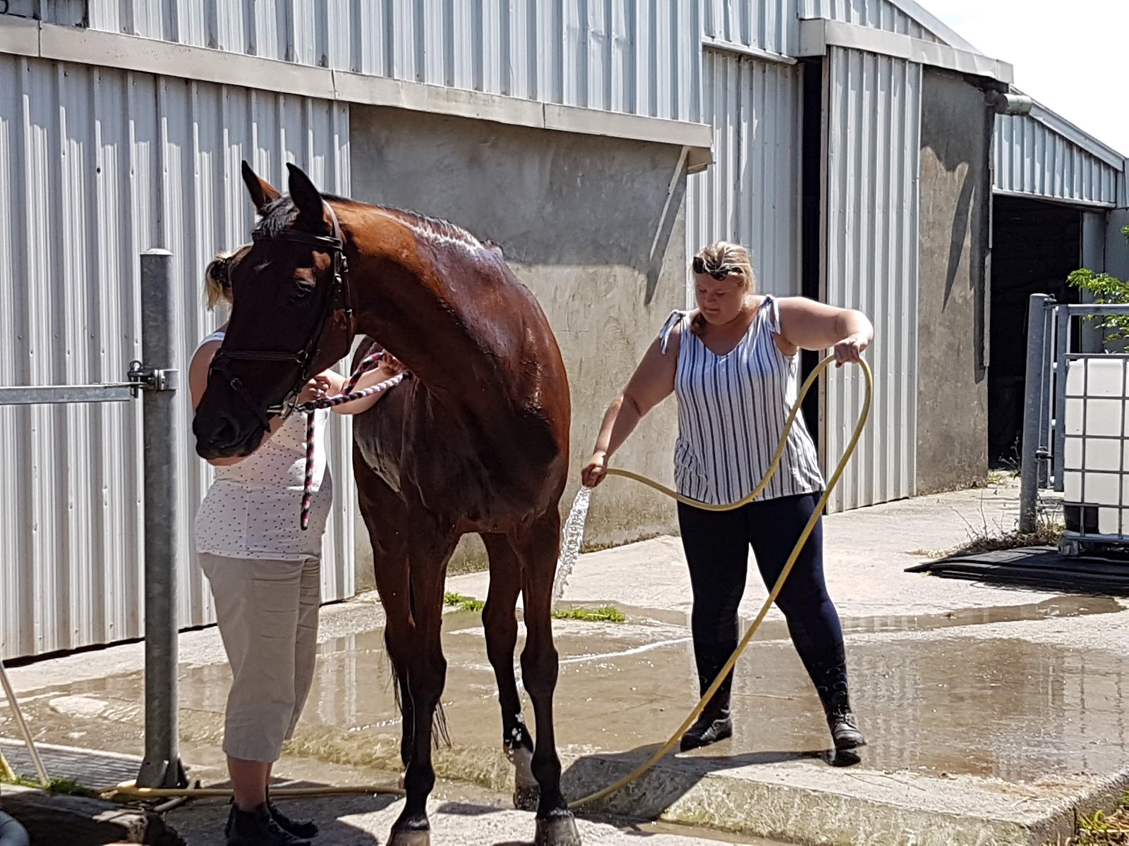 Photo de CAVALIERS DU HARAS ST GEORGES