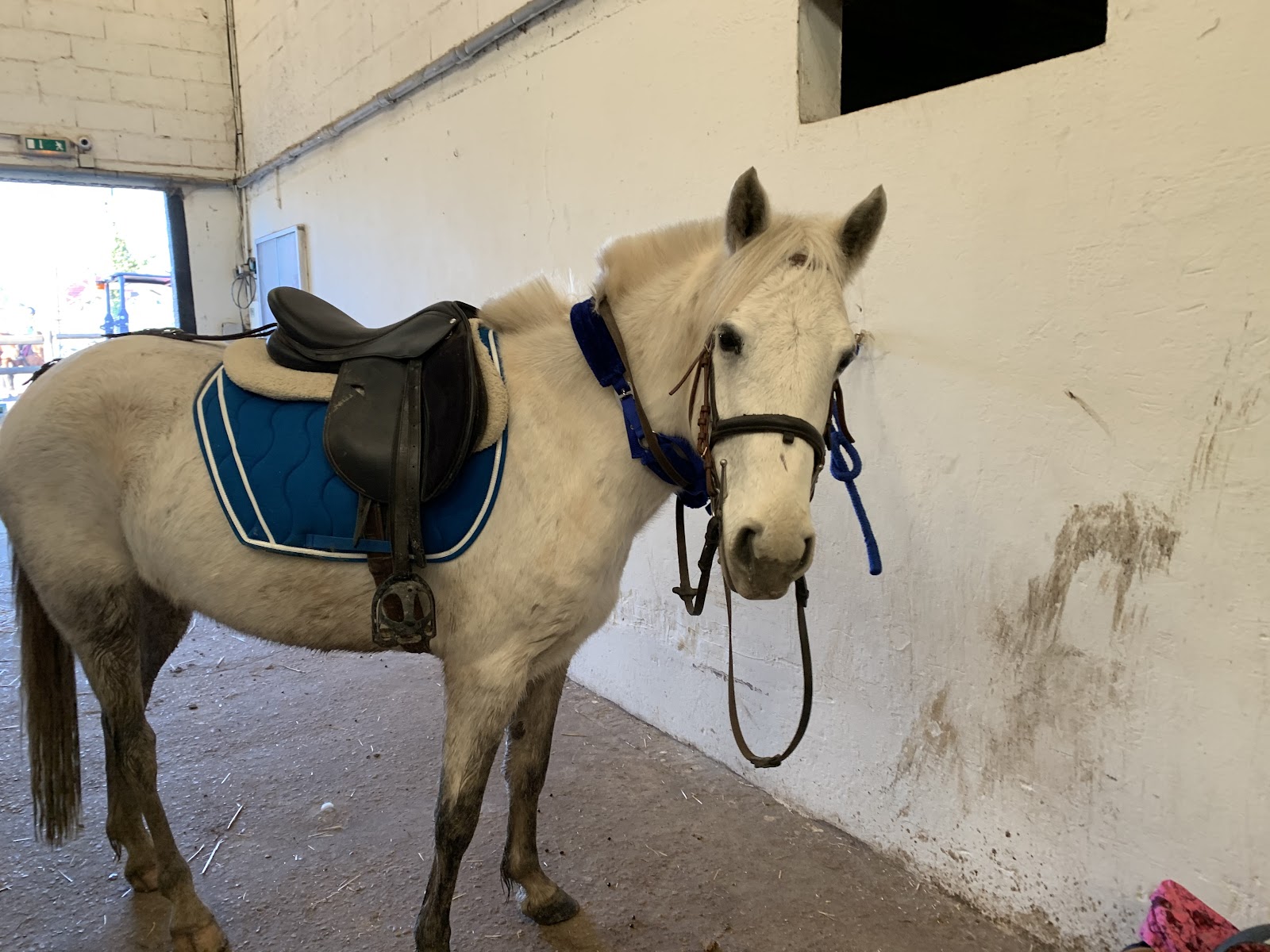 Photo de CENTRE EQUESTRE AME HORSE