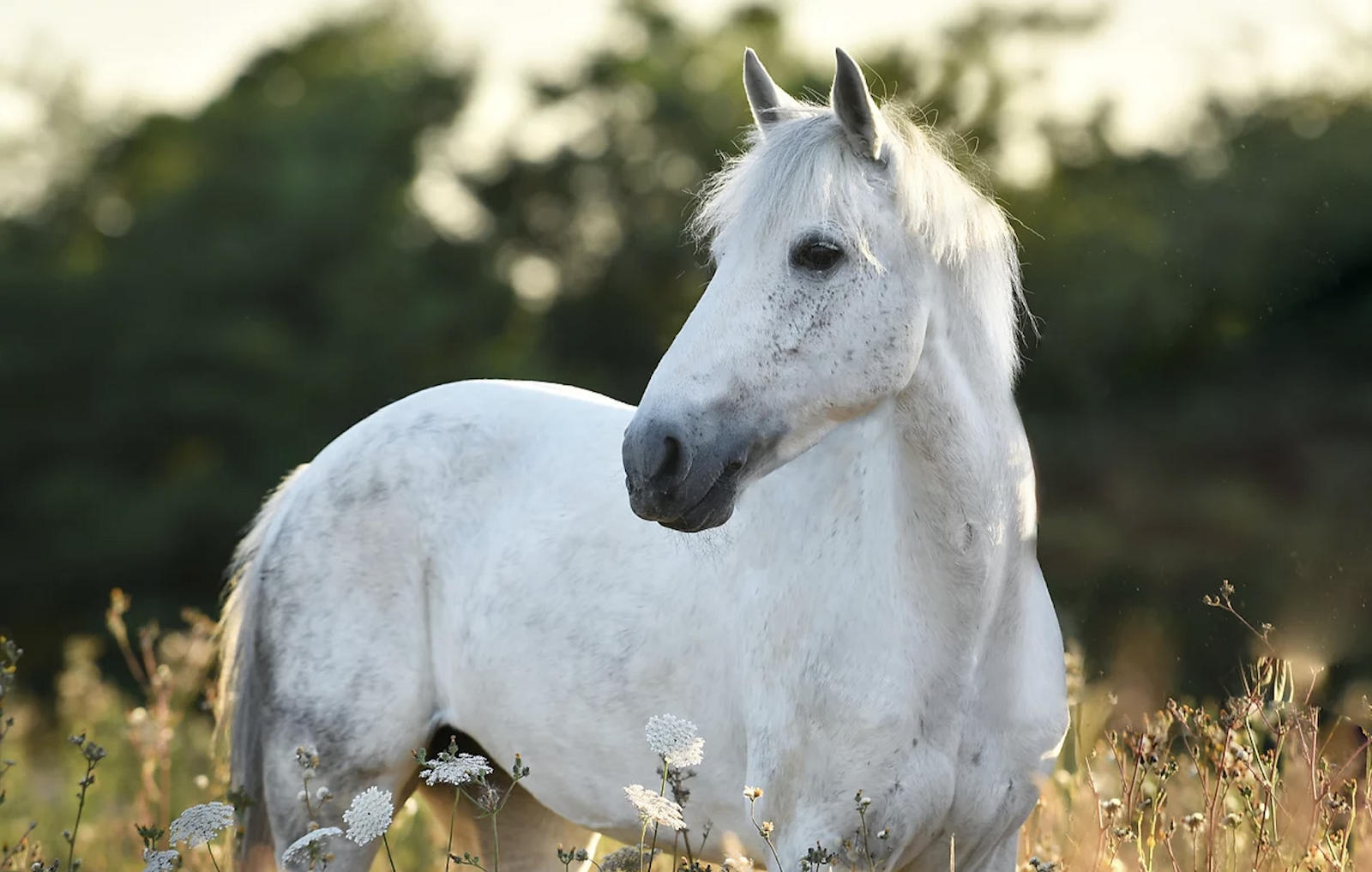 Photo de CENTRE EQUESTRE D ARCACHON