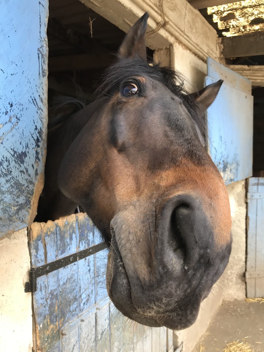Photo de CENTRE EQUESTRE DE BLARU