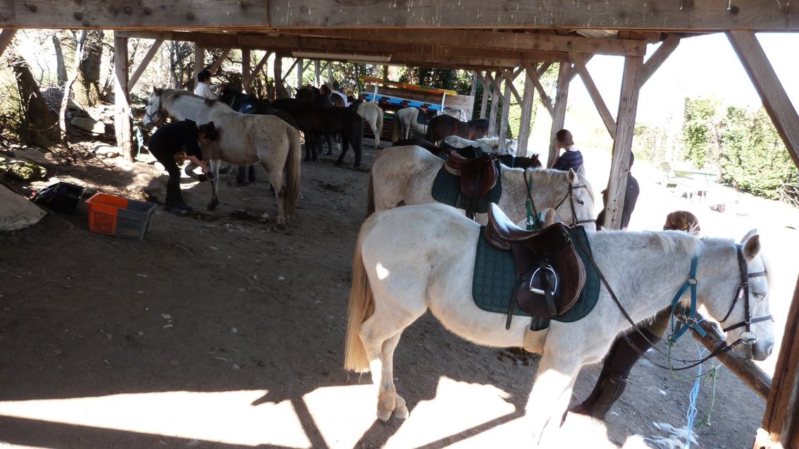 Photo de CENTRE EQUESTRE DE FARNAY EARL