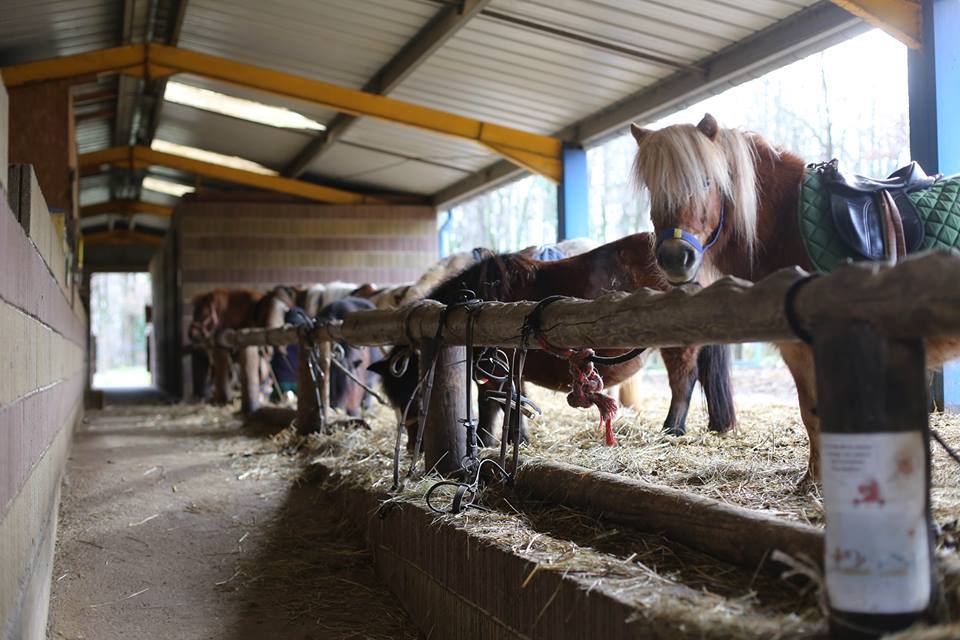 Photo de CENTRE EQUESTRE DE FIGEAC