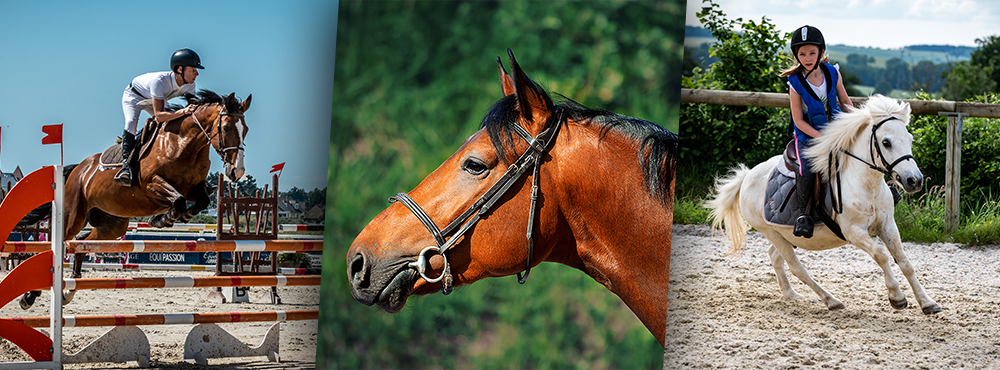 Photo de CENTRE EQUESTRE DE L AUNIL