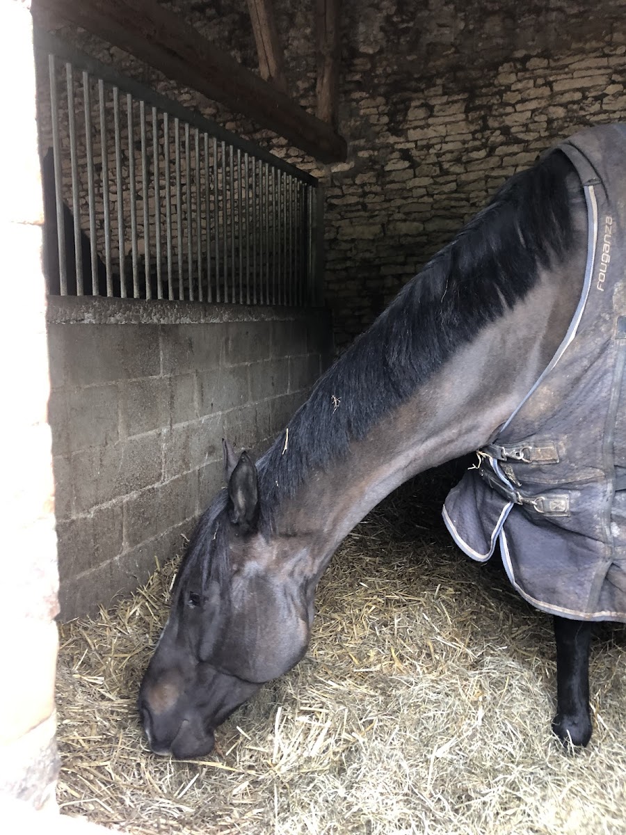 CENTRE EQUESTRE DE MONDEVILLE