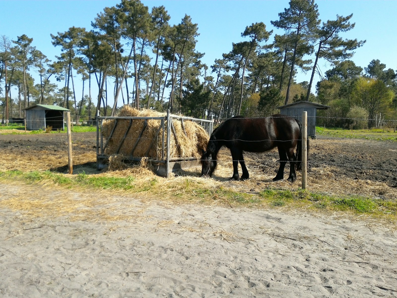 Photo de CENTRE EQUESTRE DE PESSAC ROMAINVILLE