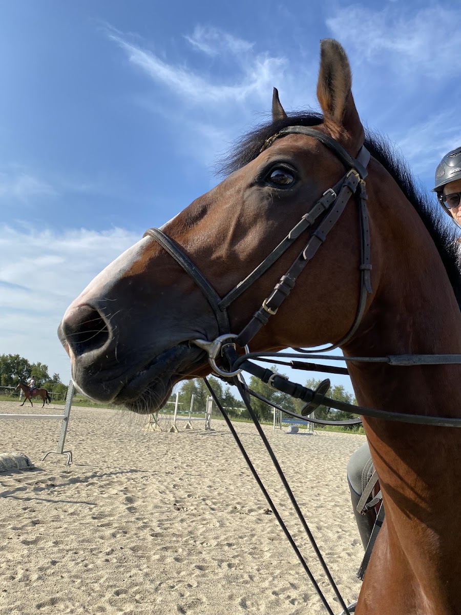 Photo de CENTRE EQUESTRE DES GUIFETTES