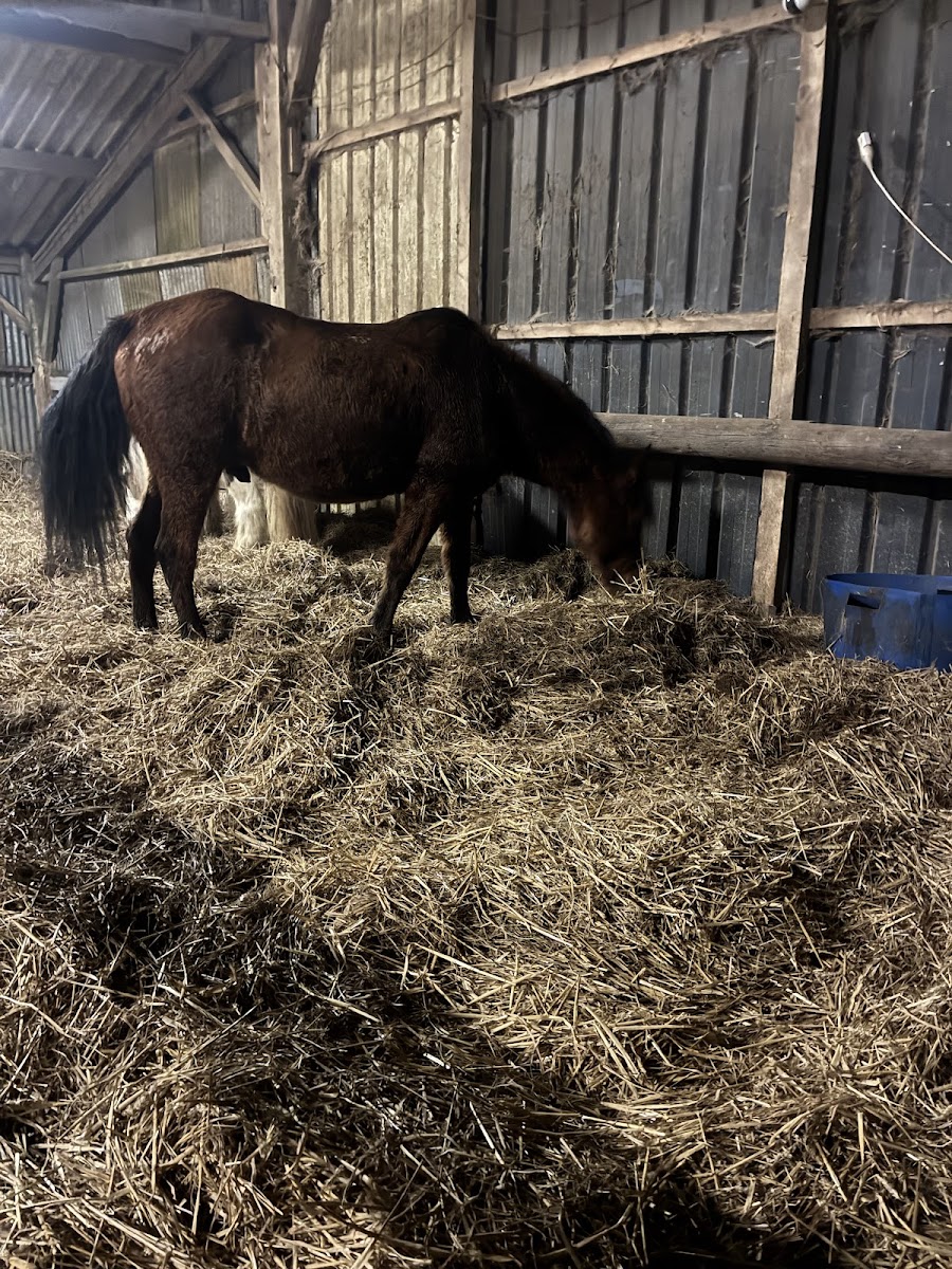 Photo de CENTRE EQUESTRE DU CAILLEBOURG