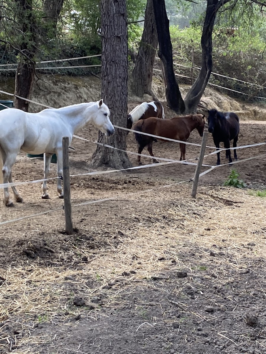 Photo de CENTRE EQUESTRE DU JAS DES ROCS