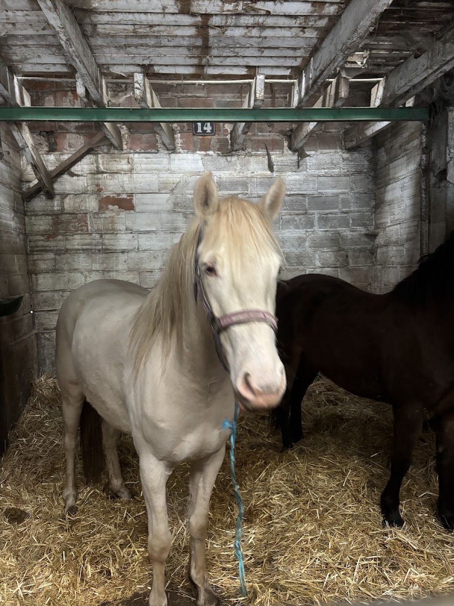 Photo de CENTRE EQUESTRE DU PARC DE LA POUDRERIE