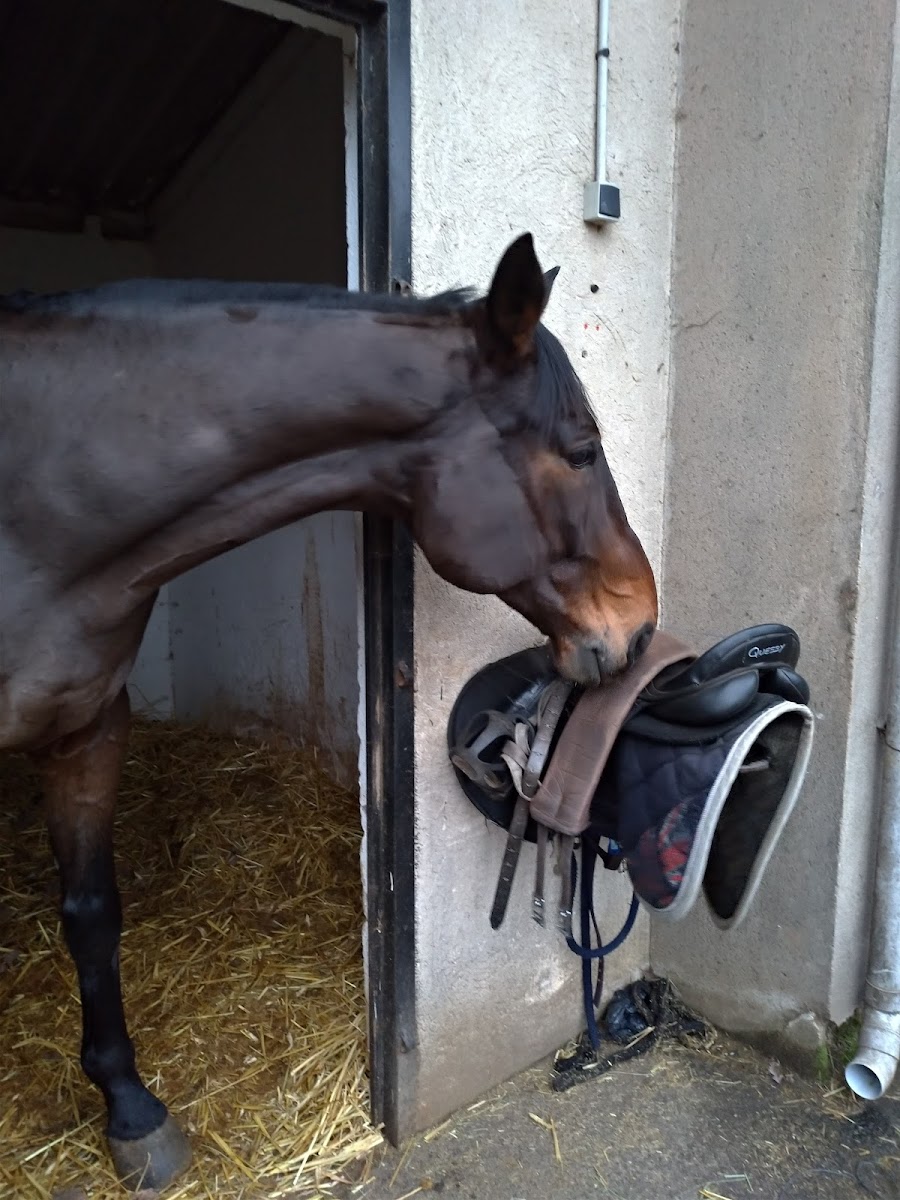 Photo de CENTRE EQUESTRE DU PARC DE MONTFERMEIL
