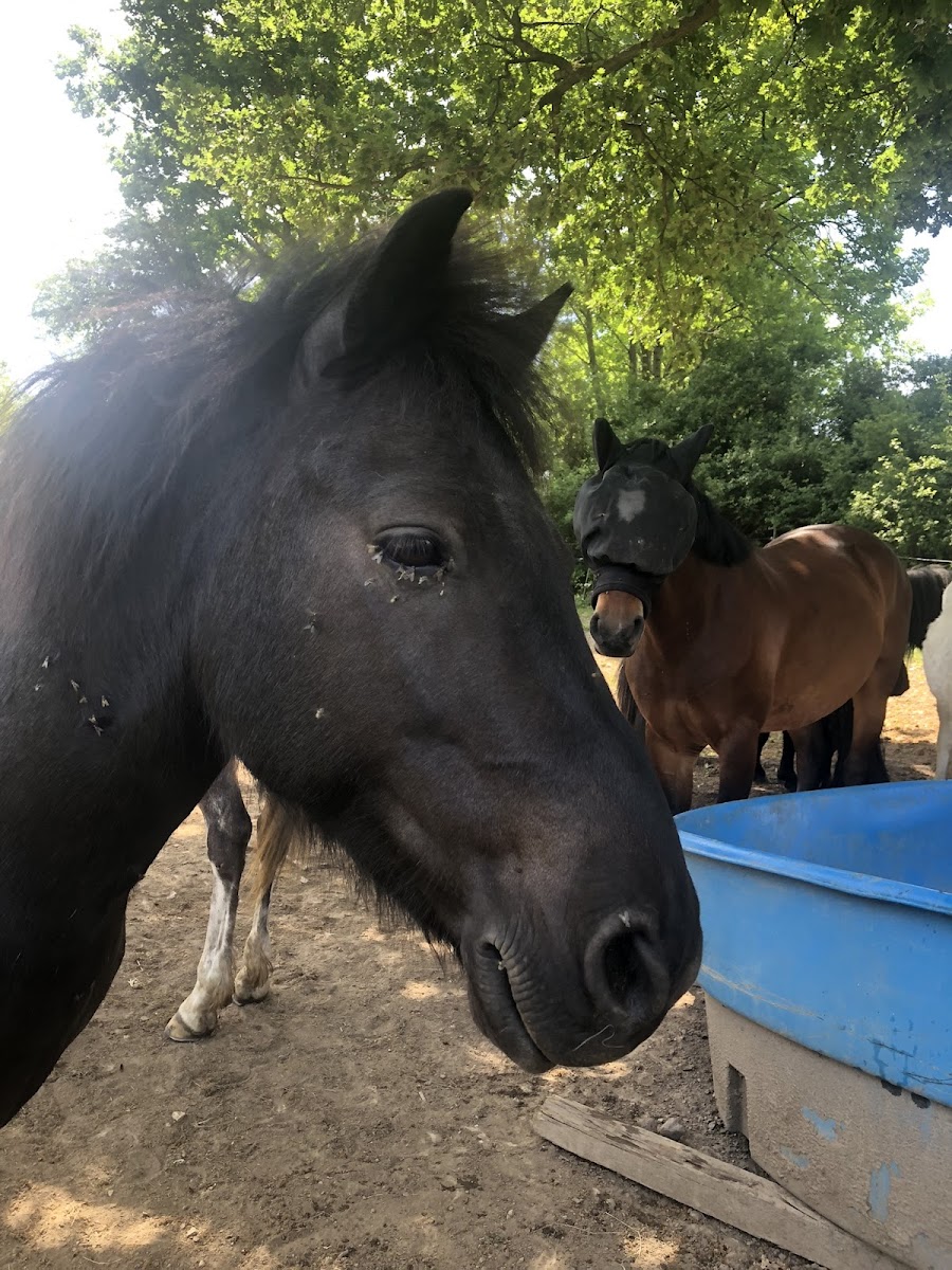 Photo de CENTRE EQUESTRE DU PILAT