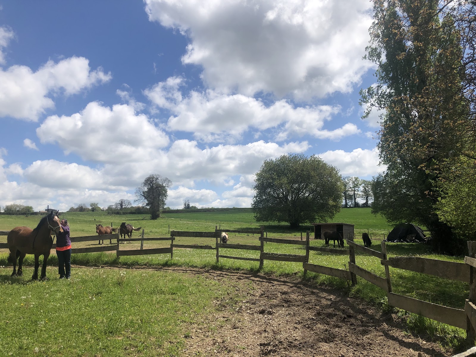 Photo de Centre équestre du Poney Fringant