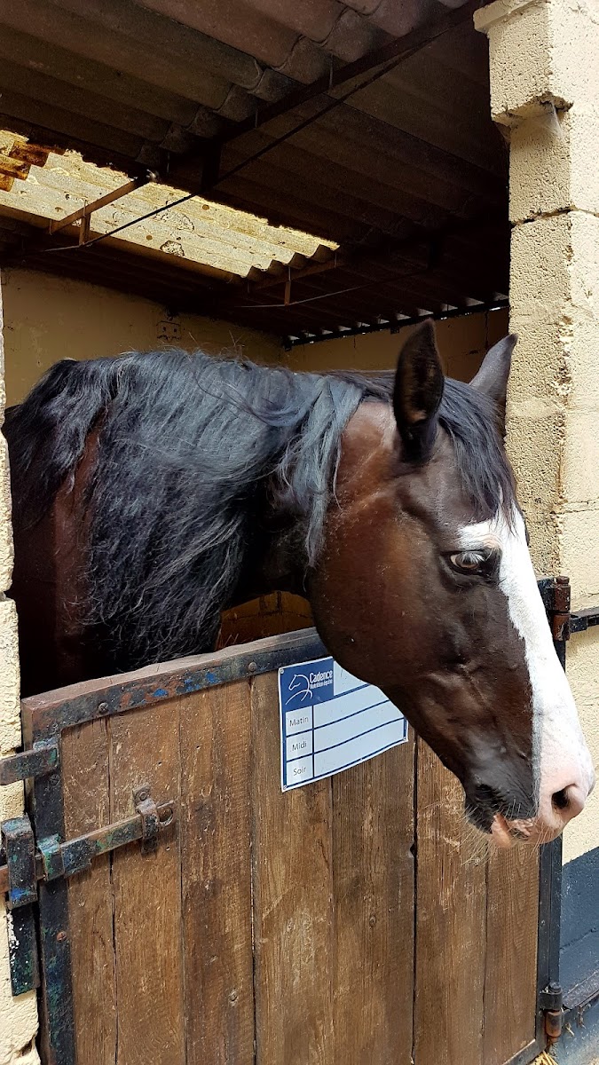 Photo de CENTRE EQUESTRE ET PONEY CLUB DE L ESCAUT
