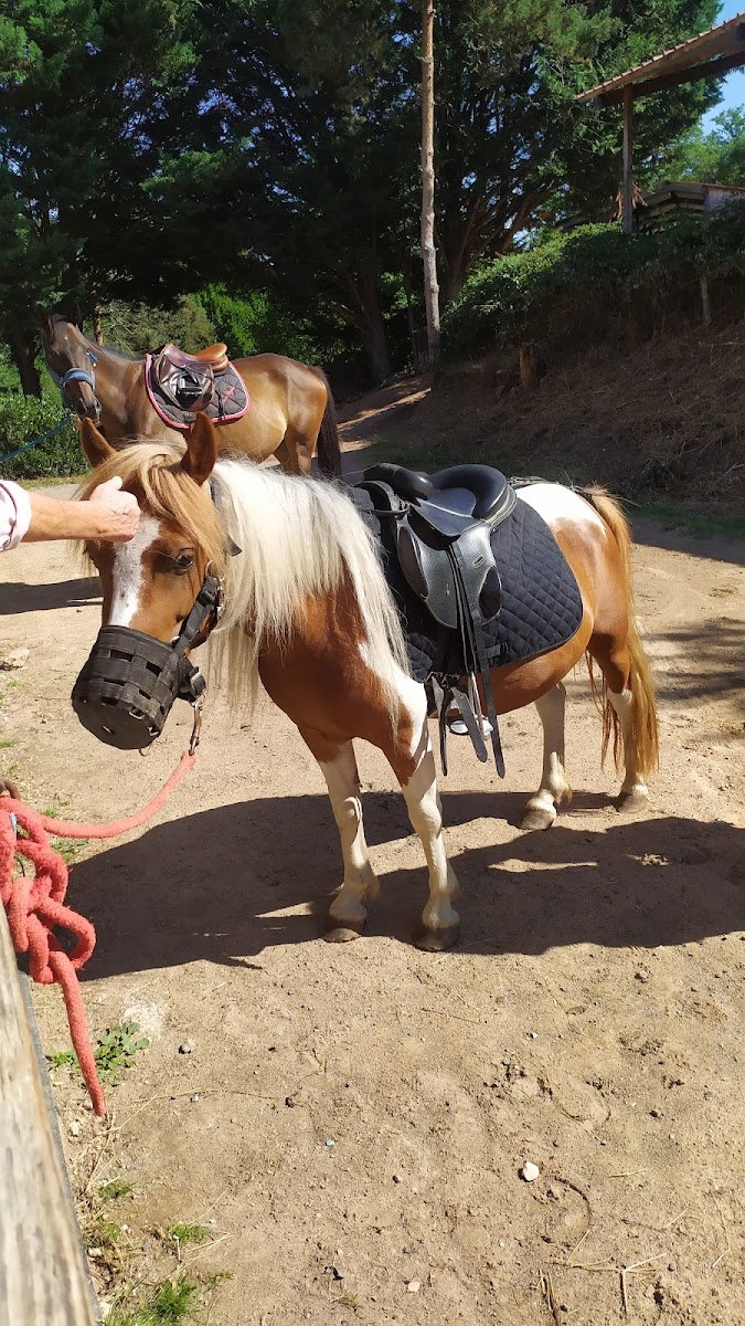 Photo de Centre Equestre Jéléna