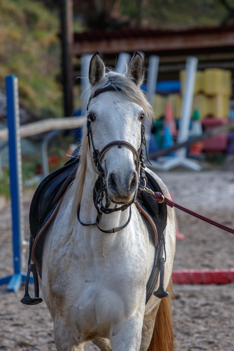 Photo de CENTRE EQUESTRE L ETALON