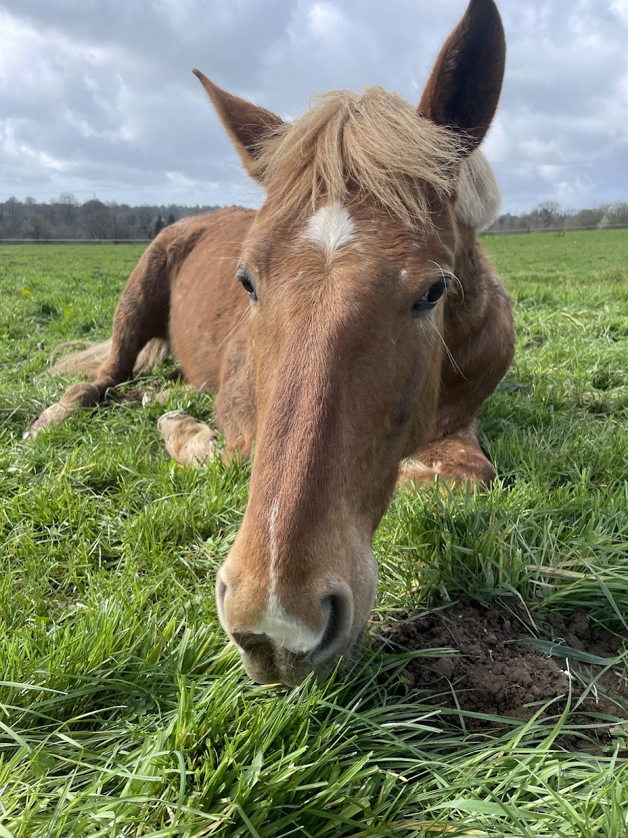 Photo de CENTRE EQUESTRE LA CHAPELLE CECELIN