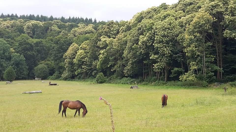 Photo de CENTRE EQUESTRE LA FOUCHERAIE