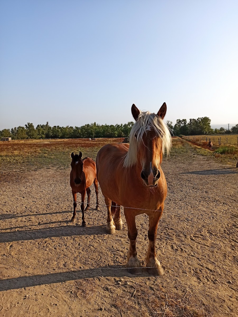 Photo de CENTRE EQUESTRE LE CAIRE