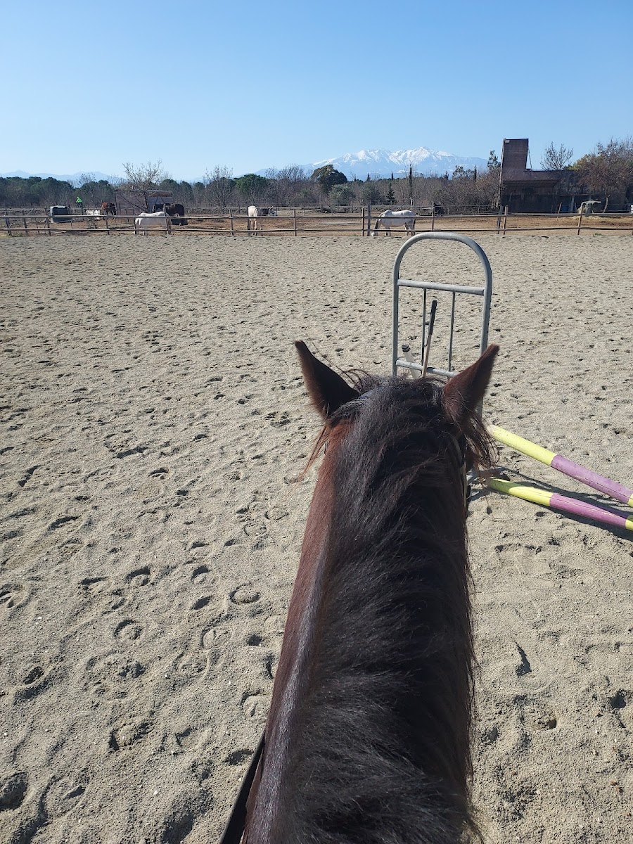 Photo de CENTRE EQUESTRE PERPIGNAN MAS PALEGRY