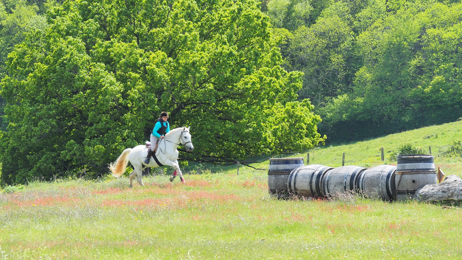 Photo de CENTRE EQUESTRE PONEY CLUB LE SAPAJOU