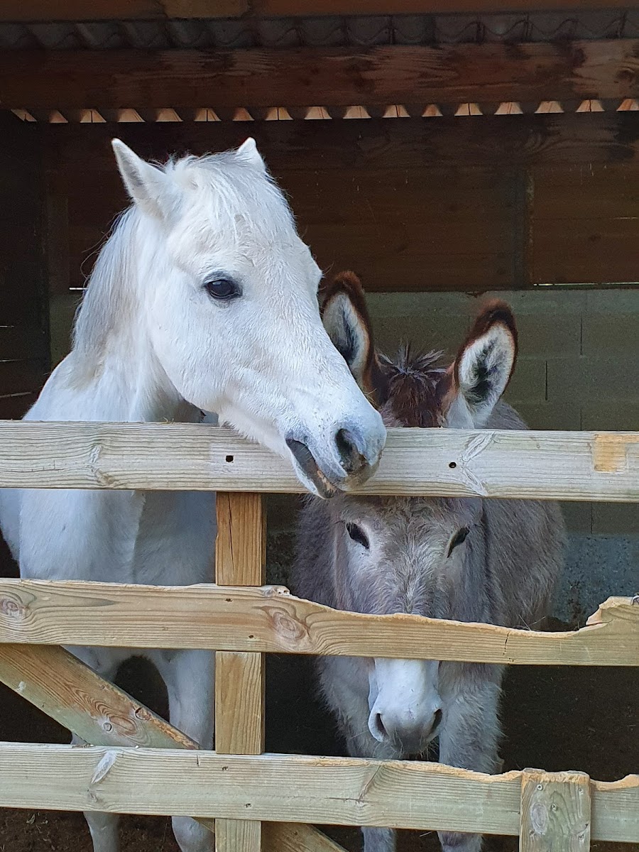 Photo de CENTRE EQUESTRE RICHARD SEBASTIEN