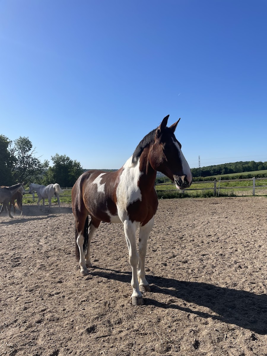 Photo de Centre Hippique de la Ferrière