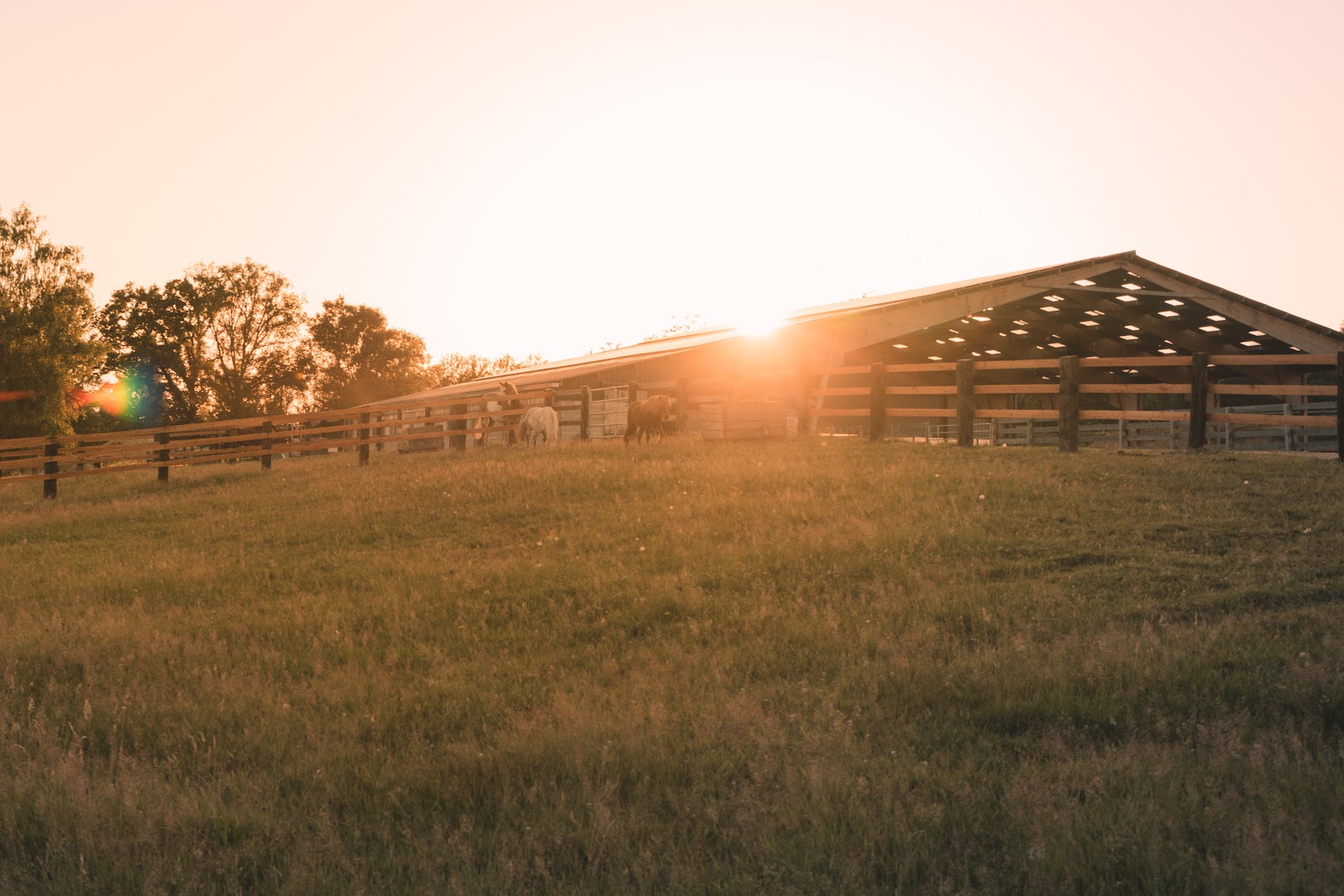Photo de CG REINING HORSES