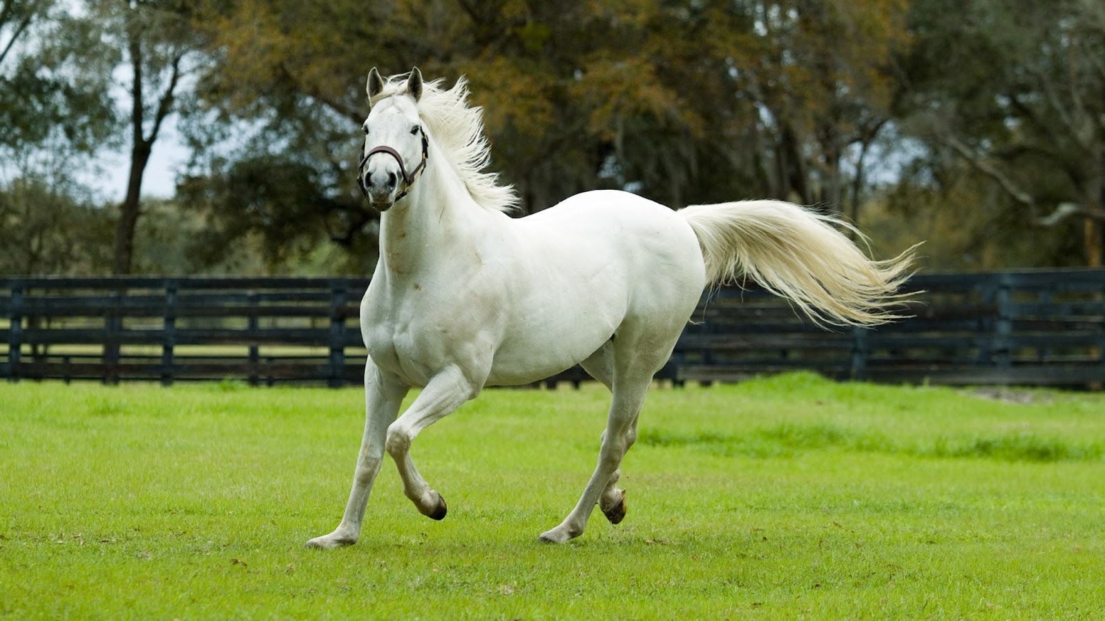Photo de Cheval en Bélinois