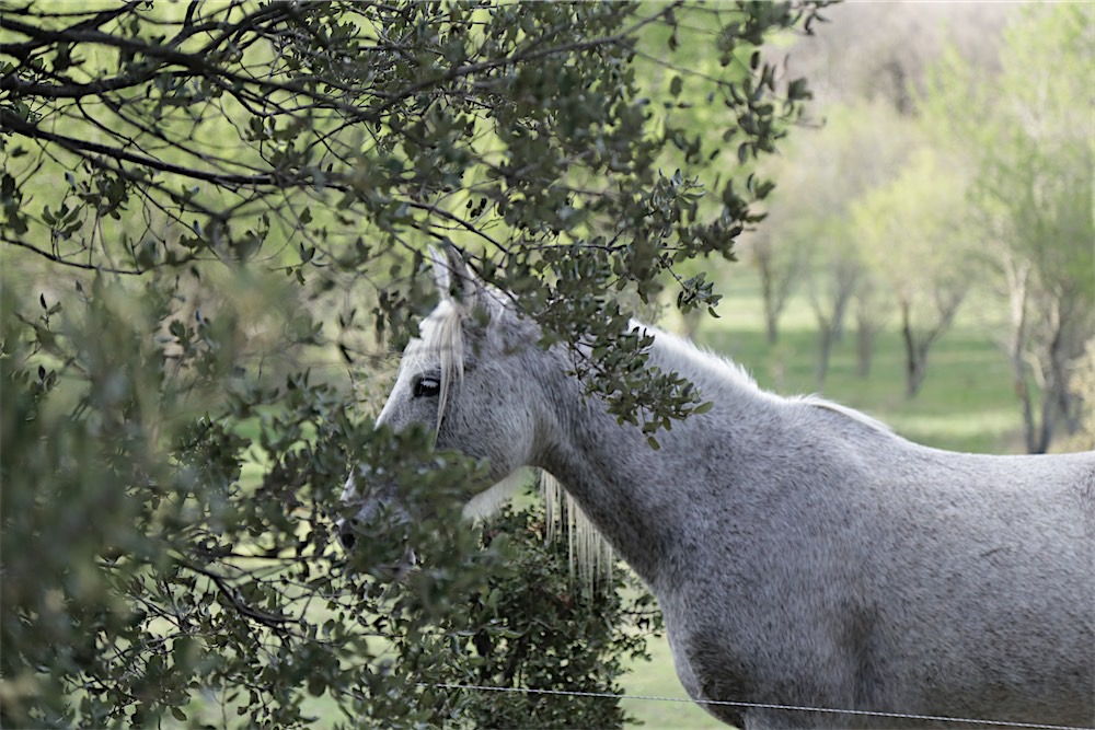 Photo de CHEVAL ENJEU