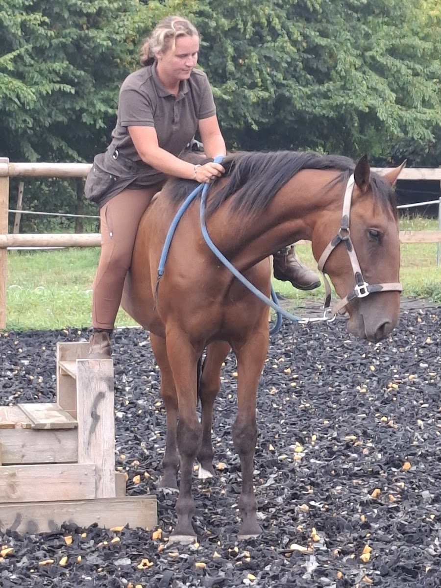 Photo de CHEVAL GOUDE