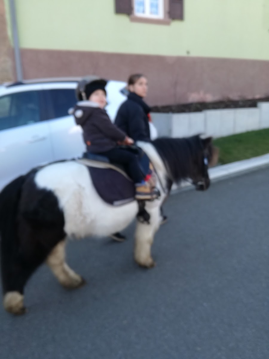 Photo de CHEVAL MON AMI