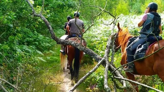 Photo de CHEVAL NATURE