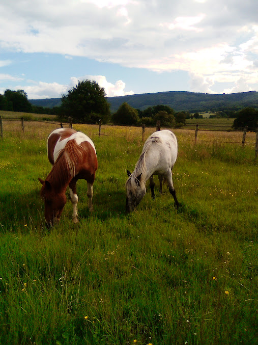 CHEVAL Pot' âgé