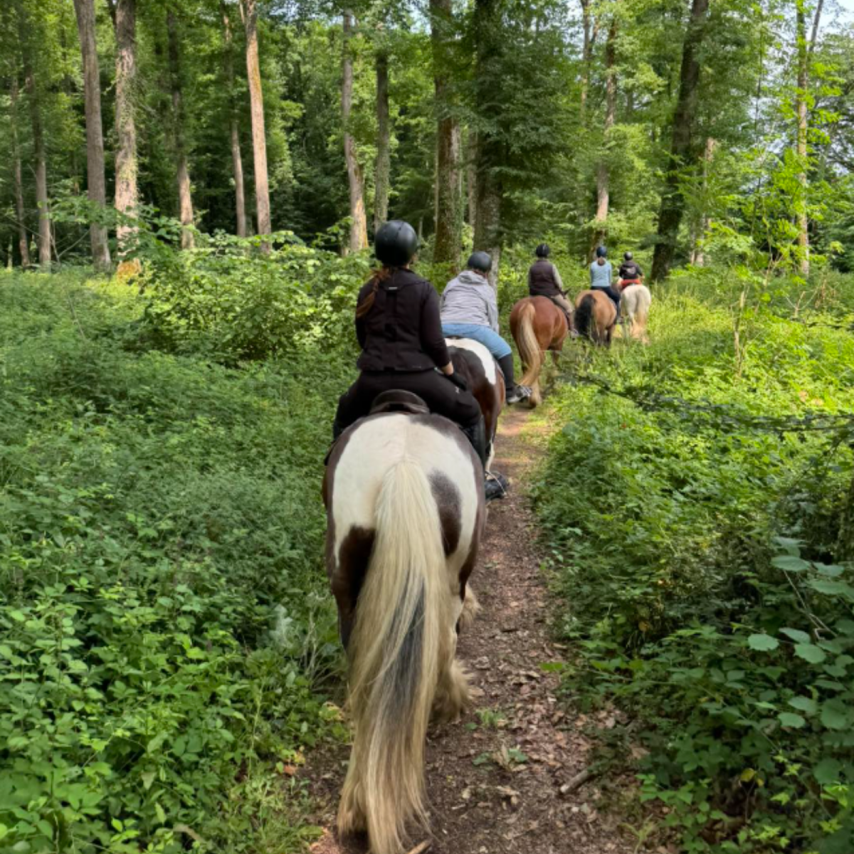 Photo de CLS LES CHEVAUX D ABBECOURT