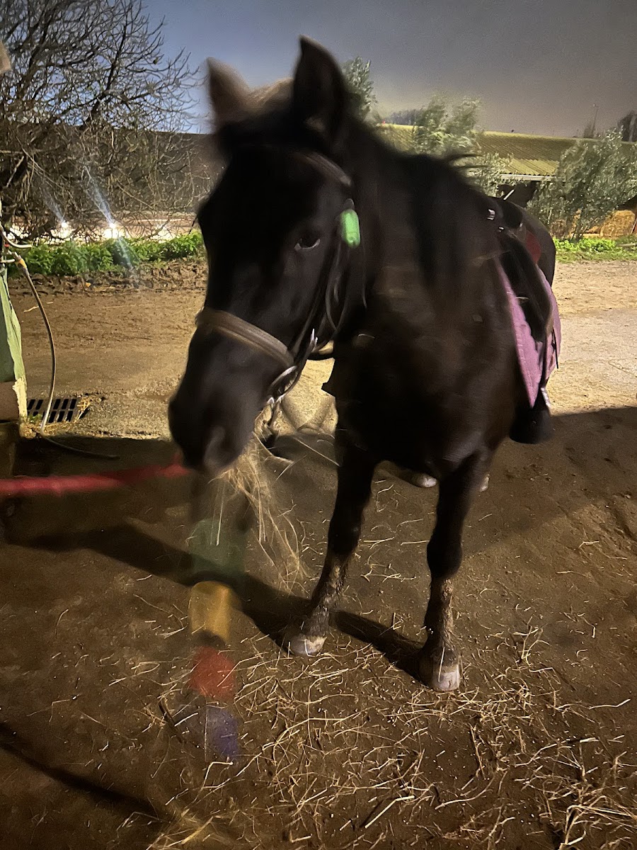 Photo de CLUB HIPPIQUE DE PECH DAVID